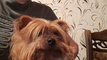 it doberman: Yorkşir teryer, 10 ay, Dişi, Ünvandan götürmə