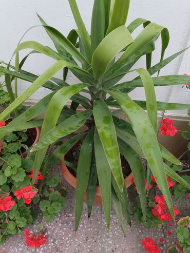 mal dili bitkisi: Palma 20m hündürlüyü 50sm