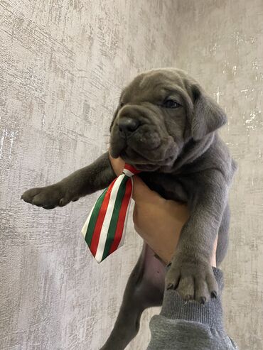 İtlər: Kane-Korso, 2 ay, Erkek, Sənədli, Pulsuz çatdırılma, Ödənişli çatdırılma — 27