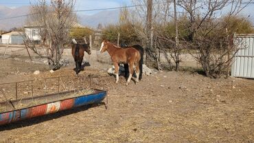 в какой приют можно отдать собаку: Сатам | Тай | Аргын | Көбөйтүү үчүн | Асыл тукумдуу