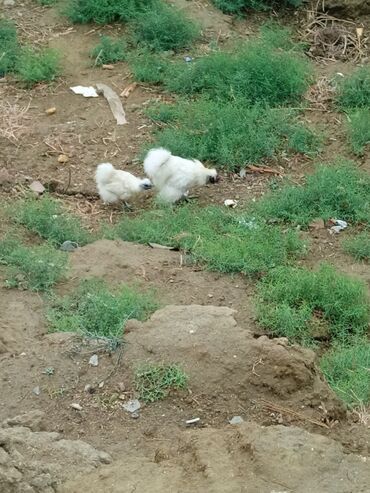 Toyuqlar: Toyuq, Ətlik -da lalafo.az — 10 Toyuqlar: Toyuq, Ətlik — 10