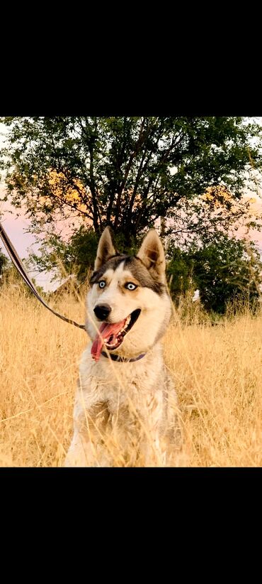 чистый алабай: Чистокровный хаски: 🐩
с документами📄
цена договорная