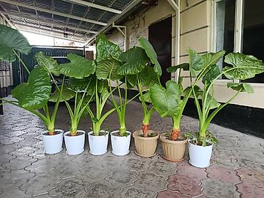 казаны большие: Алоказия (Alocasia) в декоративных горшках - Крупные — 2