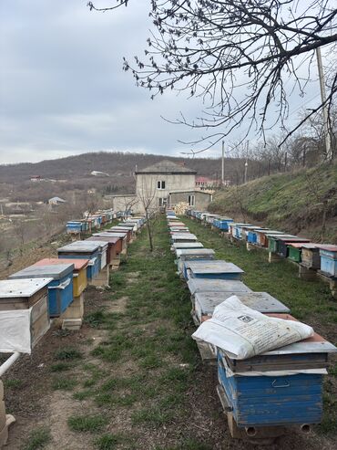 at heyvan: Satışda arı ailələri var, Yeşikli və yeşiksiz satılır, qiymətdə