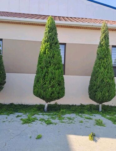 Landşaft işləri: Bağbanam kime bağban lazımdırsa buyura biler — 6