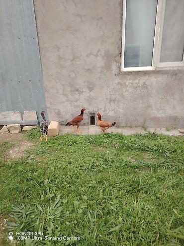 australorp toyuq satilir: Toyuq cücələri, Damazlıq, Ünvandan götürmə — 5