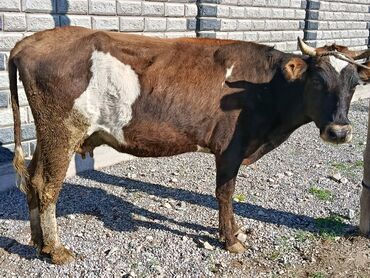 объявления о пропаже животных: Сатам | Уй (ургаачы) | Аргын | Сүт алуу үчүн, Көбөйтүү үчүн | Бооз