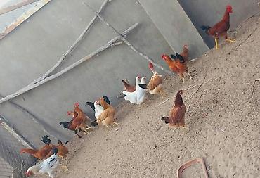 balaken heyvan satisi: Salam hər vaxtınız xeyir olsun Cavan yeni banlayan Xoruzlar satılır — 3