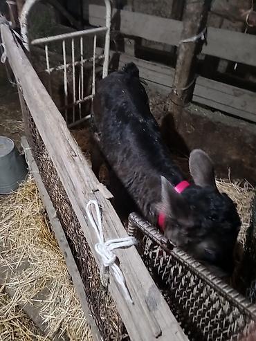 Другие с/х животные: Лошадь (серой масти) и телёнок (чёрной масти) - Лошадь: молодая — 7