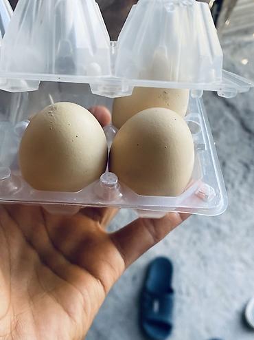 купить кролик: Яйца декана - Натуральные куриные яйца с бежевой скорлупой - — 1