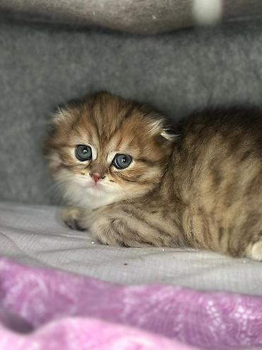 Кошки: British Longhair/Scottish Fold tipli balaca pişik balası - Rəng — 4