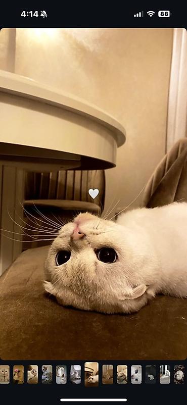 Pişiklər: Şotland yastı qulaq, Erkək, Cütləşmə üçün, Ünvandan götürmə — 1