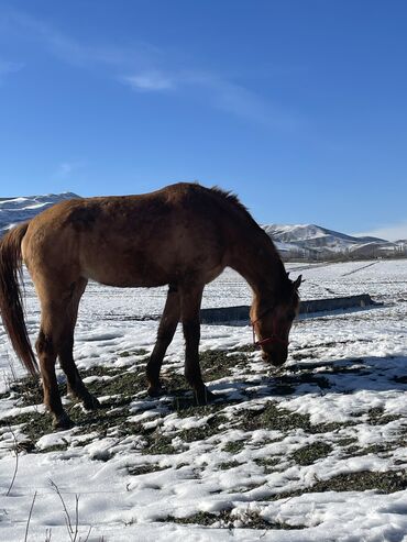 Лошади, кони: Продаю | Кобыла (самка) | Для разведения — 15