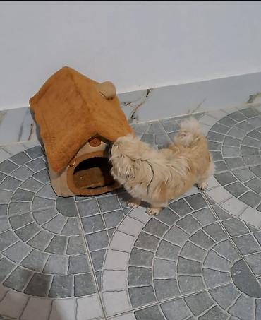 İtlər: Pekines, 1 il -da lalafo.az — 7 İtlər: Pekines, 1 il — 7