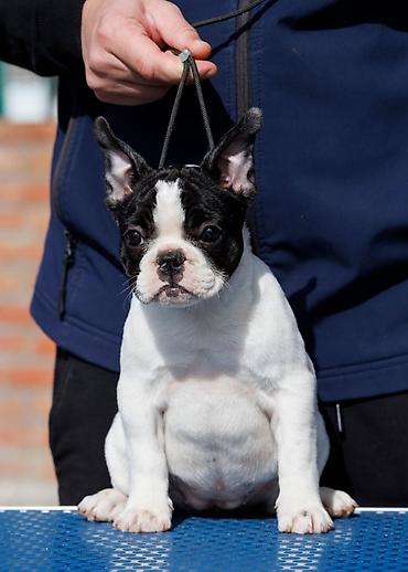 odgajivacnica jorksirskog terijera: French bulldog odg Srcky's oglasava stenad profesionalno odgojenu — 3