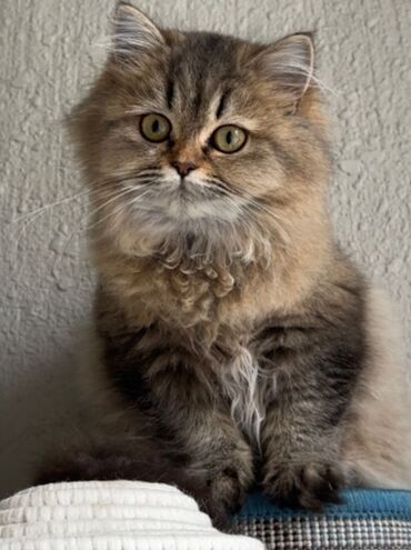 Pişiklər: Britaniya və Scottish və digər növlərin bala pişikləri var. Qiymətləri — 24