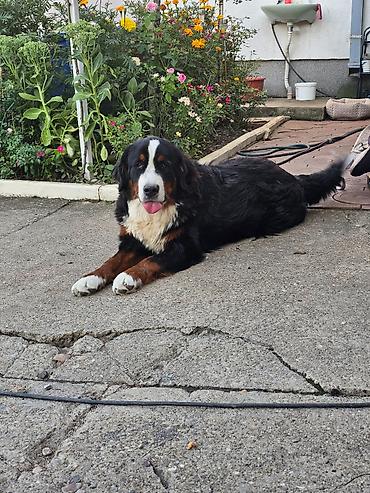 doberman cena: Dostupna zenka Bernskog planinskog psa. Starosti 11 meseci- — 7