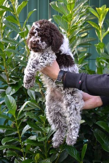 Psi: Lagotto Romagnolo štenci Odgajivačnica "Bellgotto" 7522 sa — 10