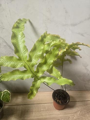 Филодендроны: Сциндапсусы,сансевиерии,сингониум Ред спот,сингиниум пинк бьюти — 7