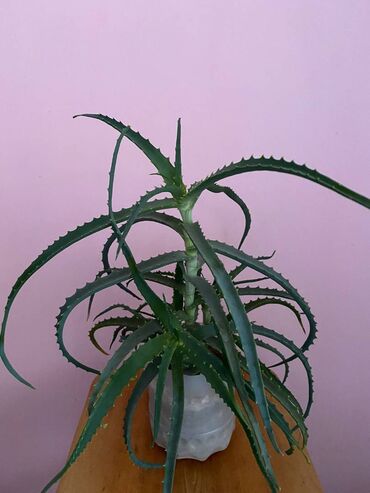 Aloe: Лечебное алоэ с отростками . Выращено для лечебных целей без