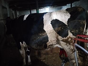 cins ineklerin satisi 2018: 1 qarın doğub cavan maldı partdama kökdü 330340 kilo əti olar — 1