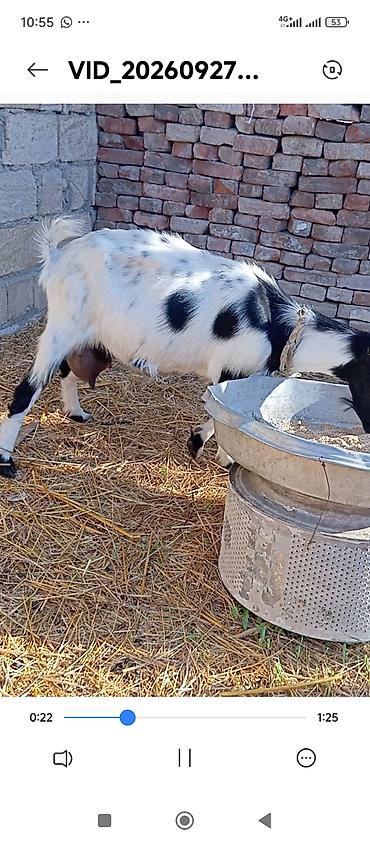 heyvanlar üçün mallar: Saanen/yerli qarışıq növ qara keçilər və bir qəhvəyi gənc keçi - — 6