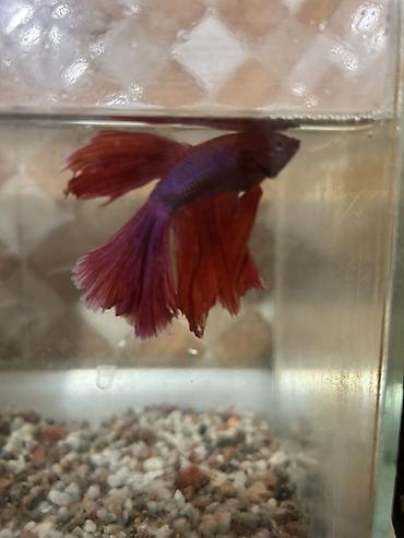 Betta (Petuşok balığı), Sülhsevər, Ünvandan götürmə