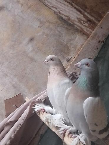 Птицы: Срочносрочно🆘 продается голуби пара 800сомов пажалуйста пишете в — 7