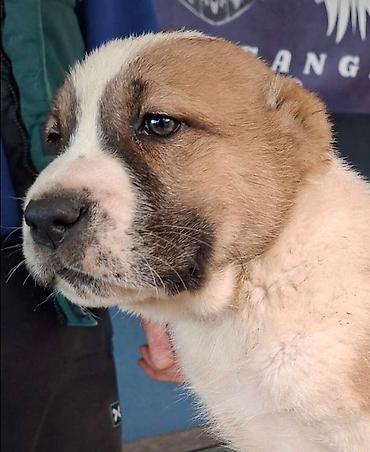 Psi: Psi na lalafo.rs — 7 Psi: Psi — 7