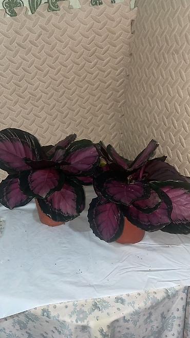 Антуриумы: Комнатные декоративные растения в горшках: - Антуриум (красные — 8