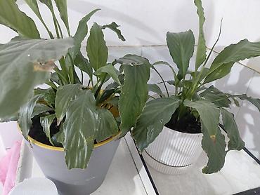 цветущие: Спатифиллум (Spathiphyllum), комнатные растения в декоративных кашпо — 2