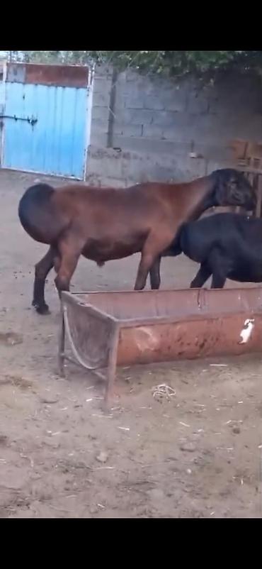 Qoyunlar, qoçlar: Cütü 450. AZN dişi boğazdır — 10