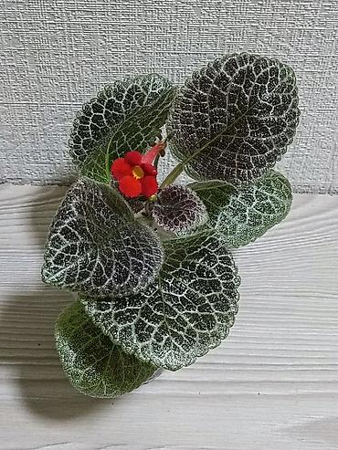 Другие комнатные растения: Эписции 10 сортов. Крупные детки, некоторые с бутонами. Цветут — 2