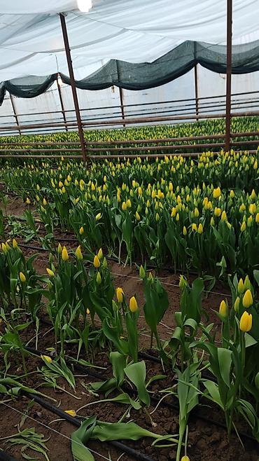 Букеты из живых цветов: Тюльпаны в крафтовой упаковке — срезанные бутоны на крепких стеблях — 8