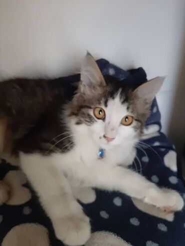 Отдам даром кошку: 2 месяца, Девочка — 8