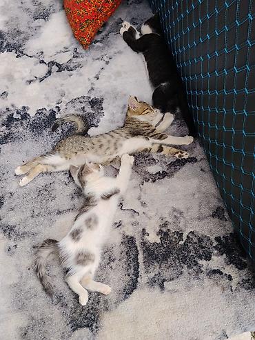животные домашние: Котята домашние, разного окраса: - Бело-серый с пятнышками - — 1