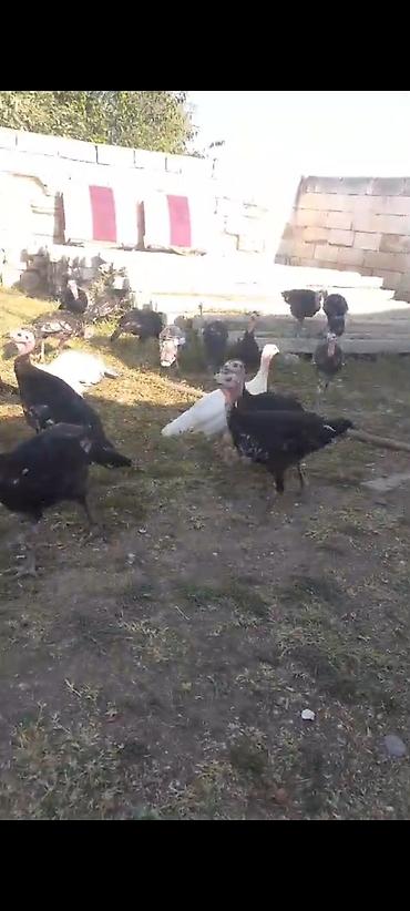 kənd toyuq: Çekisi 2.300kq hinquşu balalar 3ayliqdir 20 denedir 24m dan analari — 2