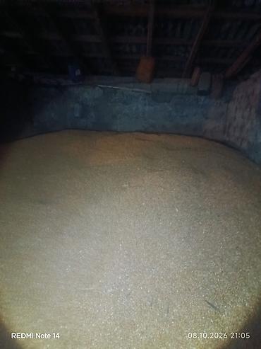 Коммерциялык мүлк: Продажа кукурузы т25.30 тонна.
цена за кг 21 сом. телефон для связи — 3