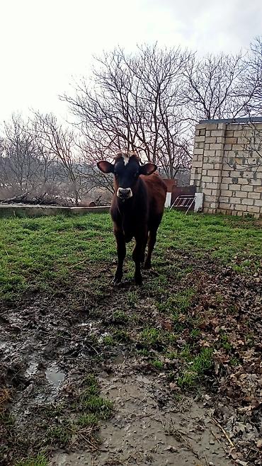 Digər heyvanlar: İney ve balasi satılır — 6