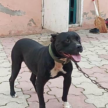 itlər afcarka: Pitbul, 7 ay, Erkək — 1