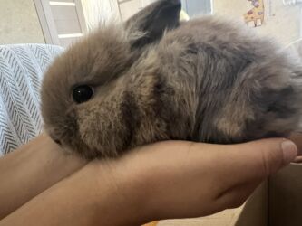 декоративные лампочки на проводе: Пухлый декоративный кролик (порода типа «львиная голова») в комплекте