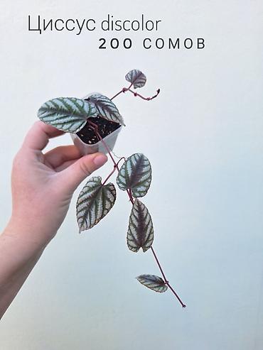 цветы комнатне: 💚 Комнатные растения (детки/молодые растения). 🪴 Названия и цены — 8