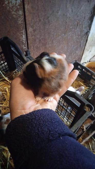 hamster qiymetleri: 4bala var 1erkek 3disi real alici yazsin ünvan kürdaxani metroya — 2