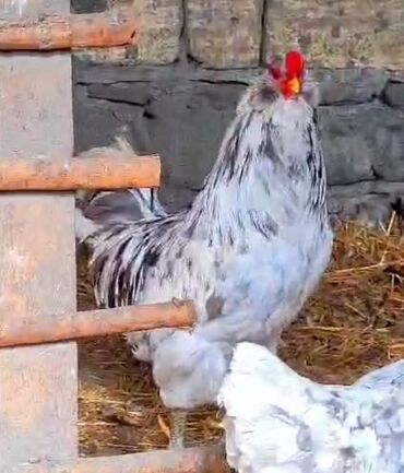 Toyuqlar: Toyuq, Damazlıq, Ödənişli çatdırılma — 19