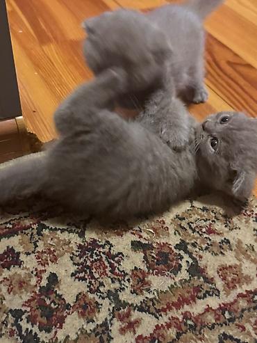 Pişiklər: Şotland — 7