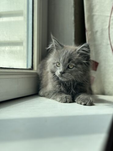 коты бишкек: Выставляется на продажу мальчик породы Мейн-Кун, по имени Рикки. Дата
