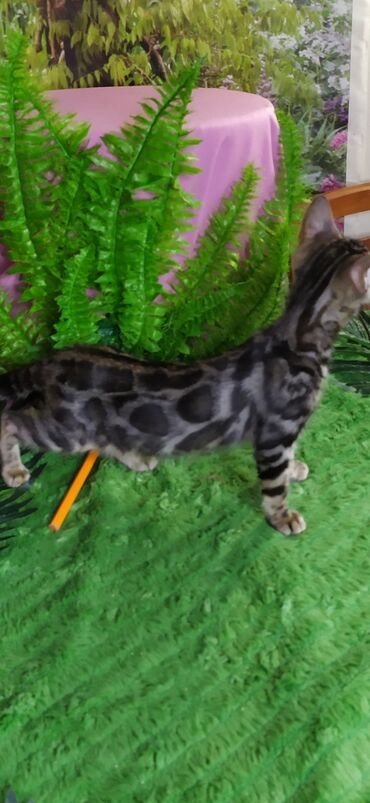 Продажа кошек: Друзья !!! питомник Бен Гла Мур с радостью предлагает новый помет. от — 6