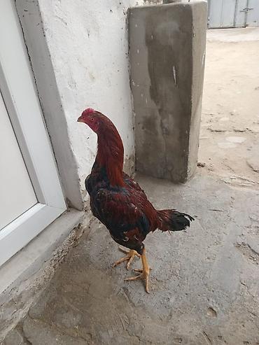 heyvan bazarı tap az: Heyrati satilir sabab 2 danadi yeri yoxdu — 1