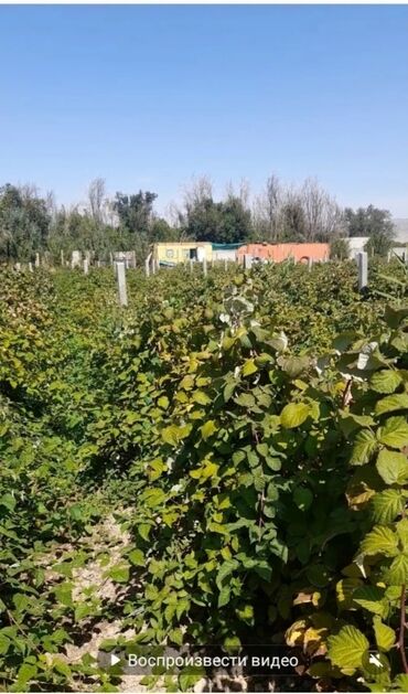поля токмок: Продаю 1 гектар малина. Есть водопровод, электричества, арычный