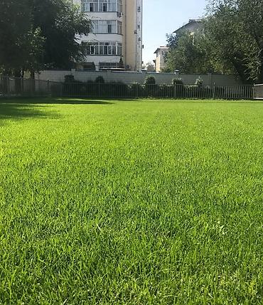 косим траву: Сделаем идеальный газон за 7–10 дней 🌱 ✔ Посев газона от 99 сом/м² — 3
